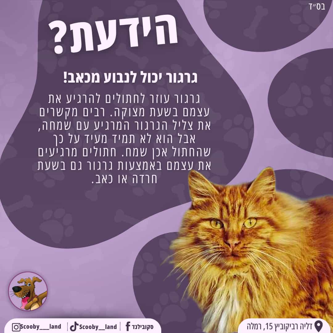 גרגור