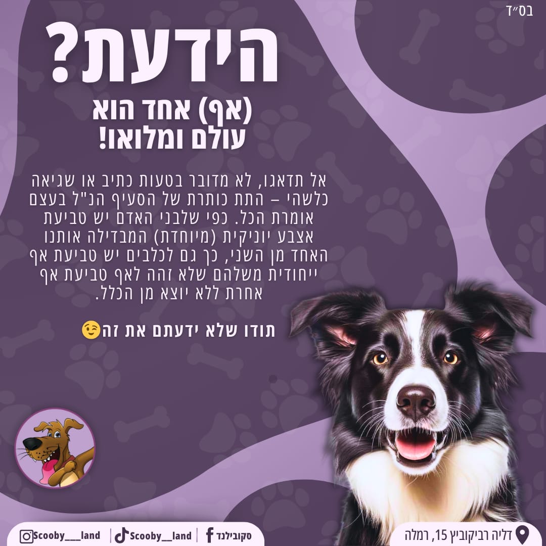 הידעת ינקית