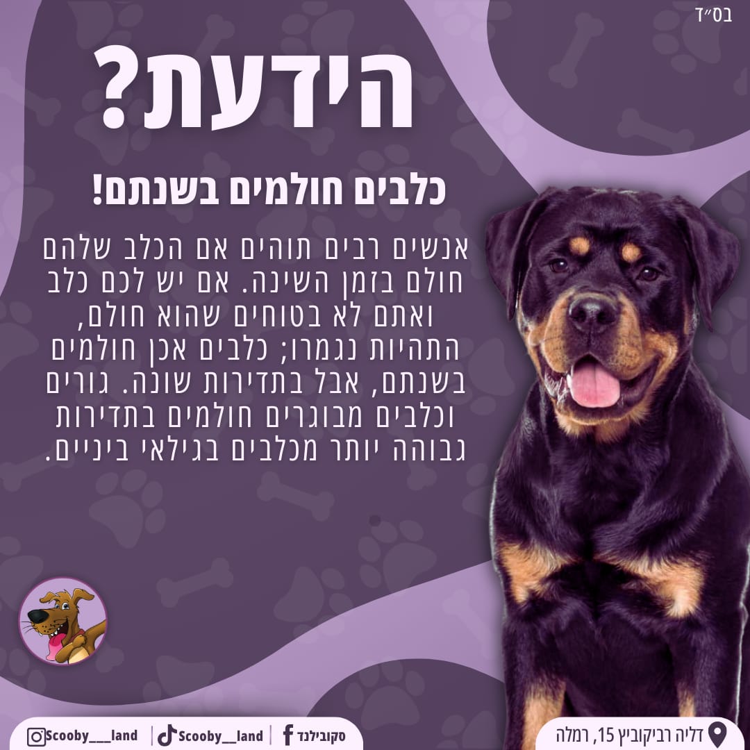 חולמים