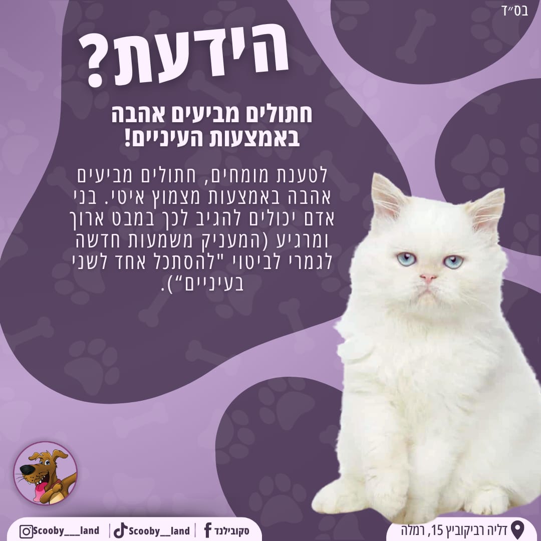 חתול 2 להוסיף