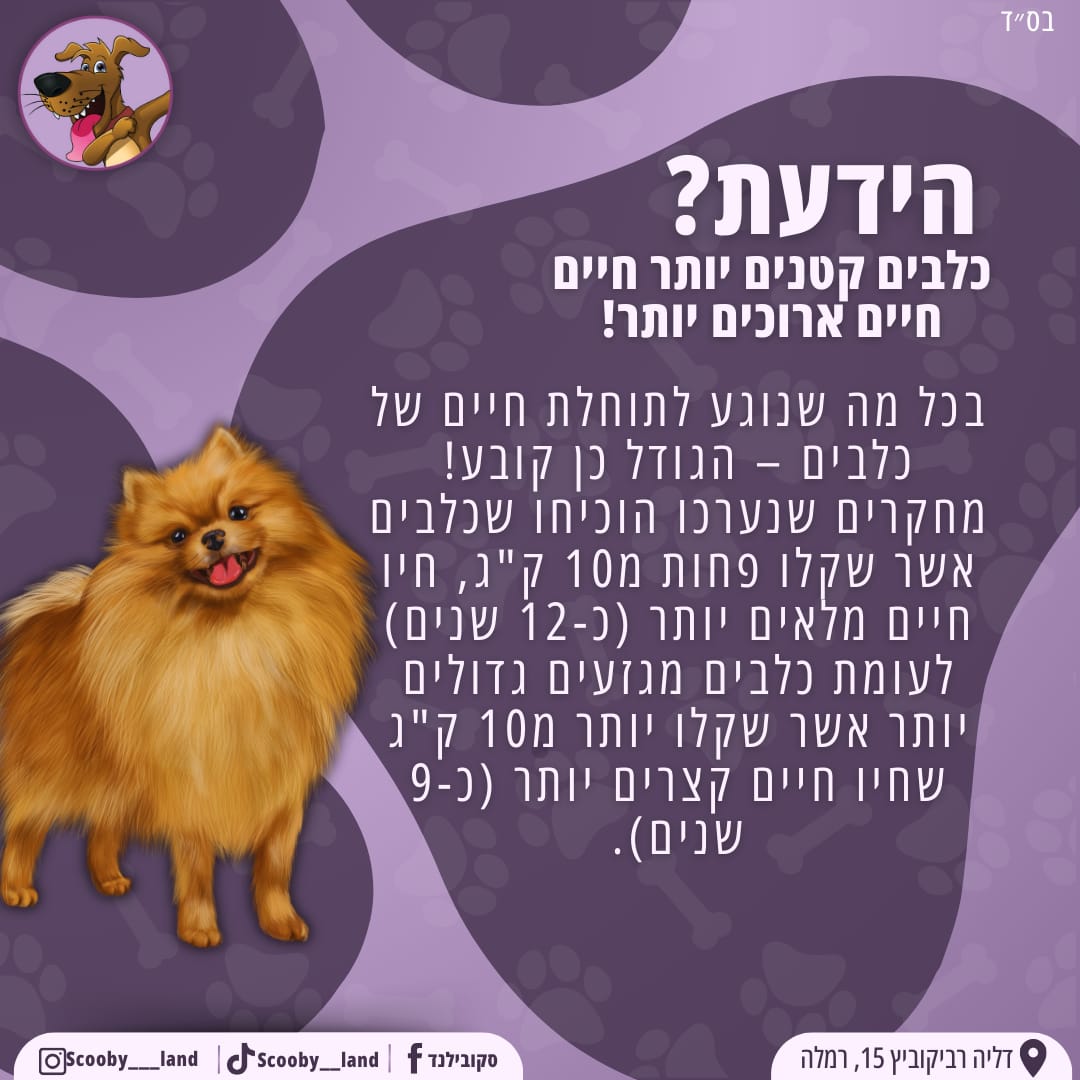 כלבים קטנים