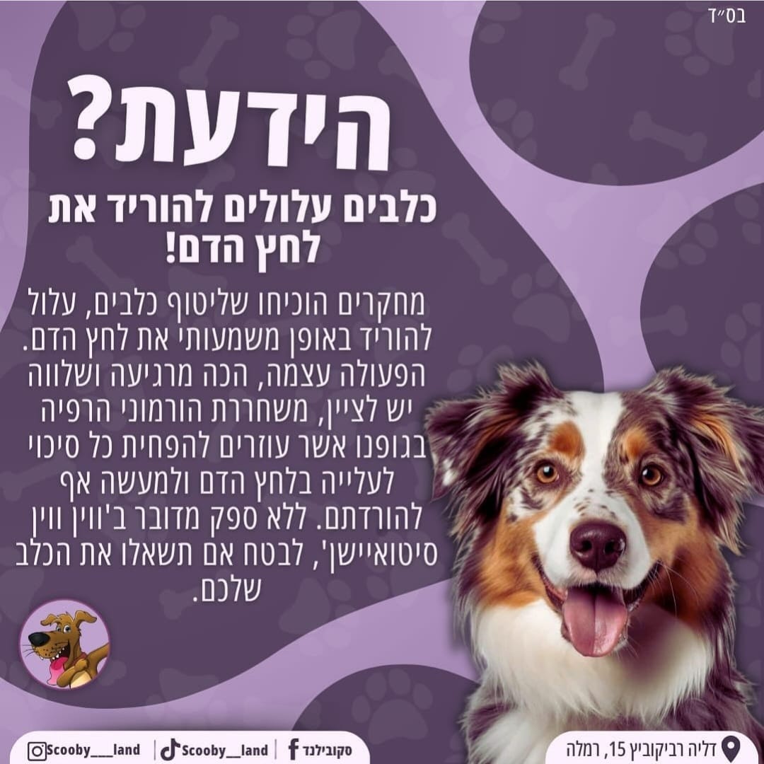 לחץ דם