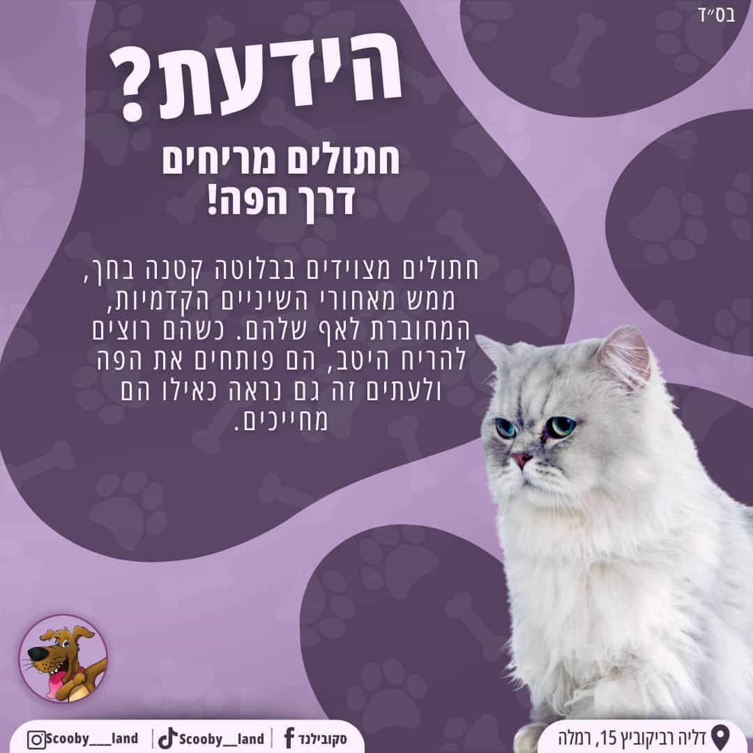 מריחים