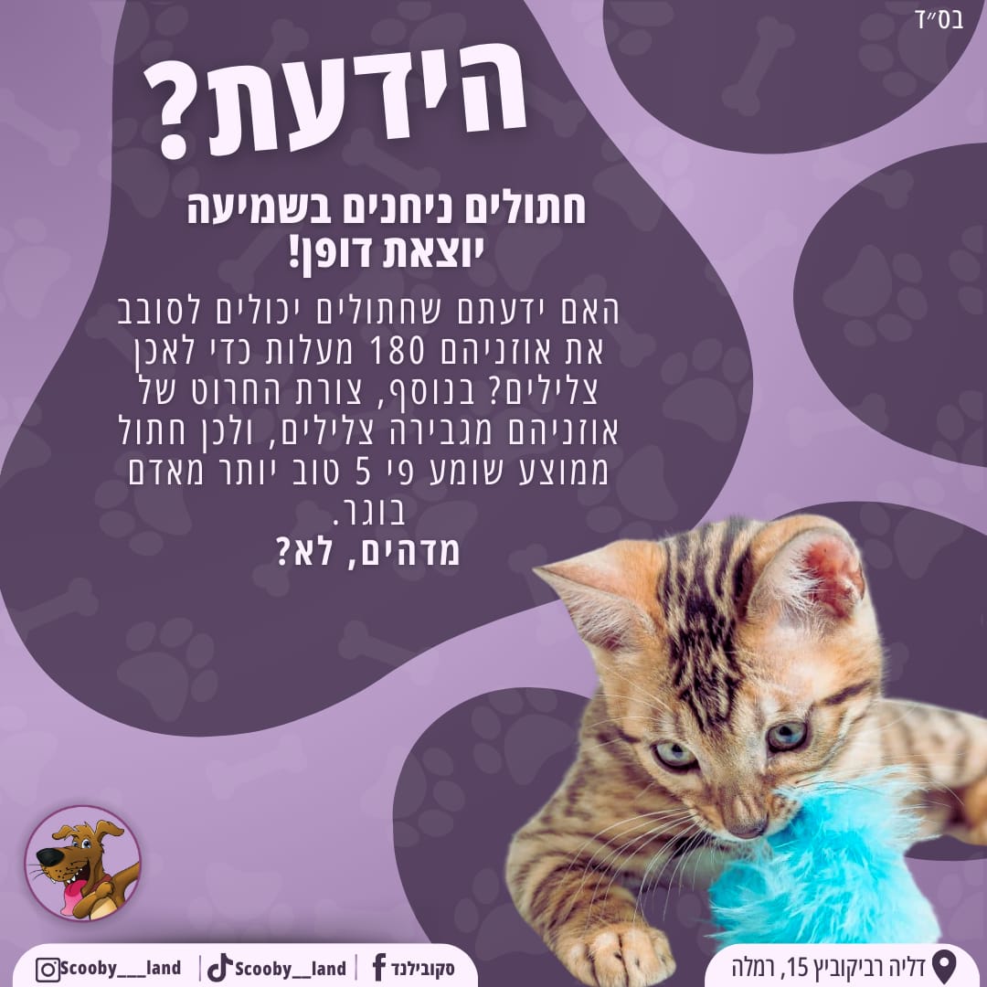 שמיעת חתול